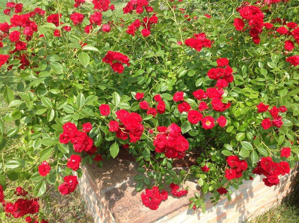 Voghenza Il Frattiero B&B מראה חיצוני תמונה